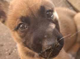 Blue and Grey eyed BEAUTIFUL HUSKY x BELGIAN MALINOIS PUPPIES