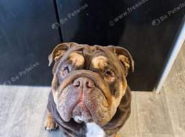 Bull dog for stud