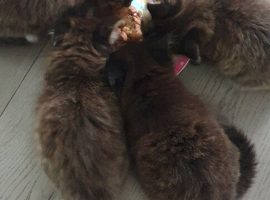 Kittens looking for new homes
