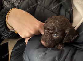 Puppy