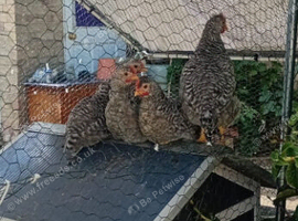 3 legbar cockerills chicks for rehoming