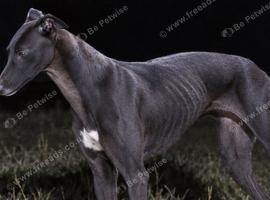 Irish Bred Registered Greyhound Bitch.
