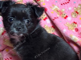 2 female 1 male chihuahua pups