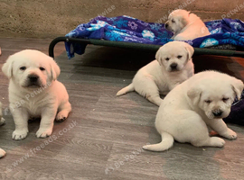Gorgeous Lab Retriever Pups Home