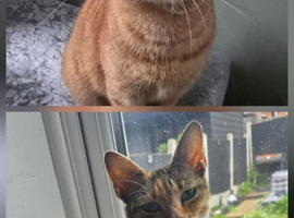 2 girls looking for a home