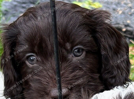 Quality F1 Cockapoo puppies