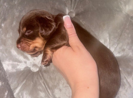Puppies