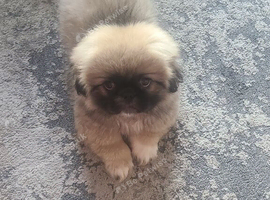 1 Pekingese Puppy