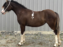 Black splash filly