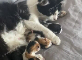Beautiful kittens ready 9/10