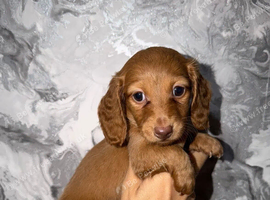 Long haired kc registered miniature dachshunds