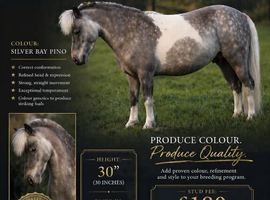 American Miniature Horse For Stud