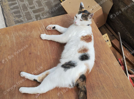 Cat in wembley looking for new home