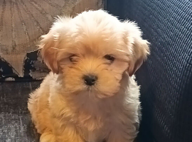 Male Shih Tzu