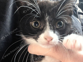 4 Beautiful Tuxedo coloured kittens 2xmale, 2xfemale. Ready for a new home