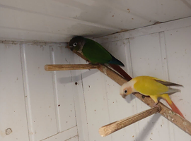 Pair conures fenale..greencheek.nale suncheek