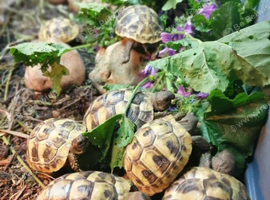 Baby horsefield tortoises for sale
