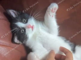 2 kittens for adoption