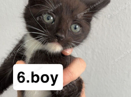 Kittens 3 for good home