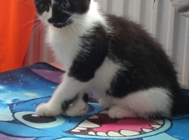2 kittens ready for their forever homes