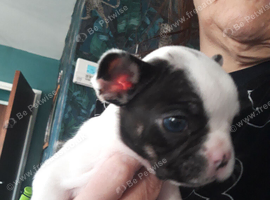 Pups for sale