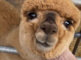 Male Alpaca Cria For Sale
