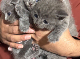 British short hair kittens