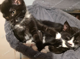 Kittens