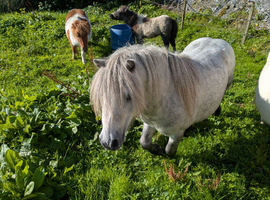 BEAUTIFUL FALABELLA BLUE STALLION 3 YEARS OLD