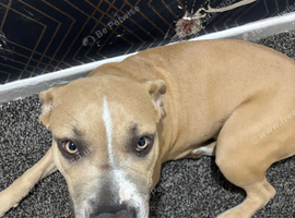 Female cane corso x staffy