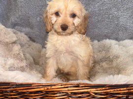 Beautiful F1 Cavapoo Puppies