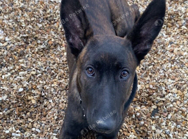 Belgian Shepard x Malinois