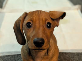 3/4 dachshund 1/4 pug puppies