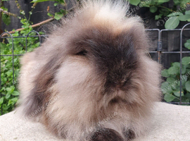 2 year old lionlop doe