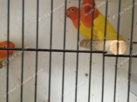 Lutinos + other opaline mutations