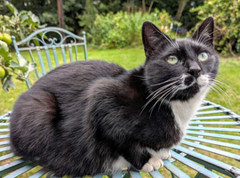 Lost black and white cat