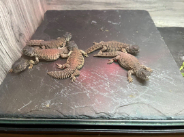 Uromastyx nigraventris