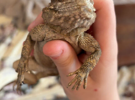 Agama lizard male and female and set up