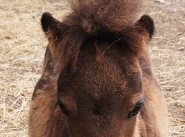 Beautiful min Shetland Colt Newbury
