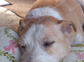 FIVE STAR HOME WAITING FOR PUPPY OR DOG OF ANY AGE.