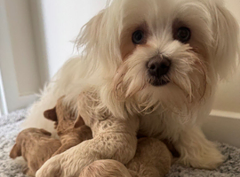 Adorable Rare Tiny Maltipoo