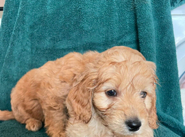 2 cockapoo puppies for sale
