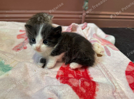 Kittens for sale