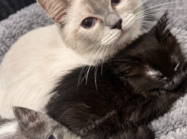 Beautiful kittens