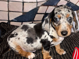Pure-bred Mini Dachshund Puppies &ndash; Ready For Their Forever Homes!