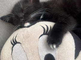 4 month old kitten