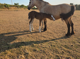 Mare & foal