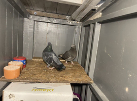 Is have  same Iraq and turkey pigeon