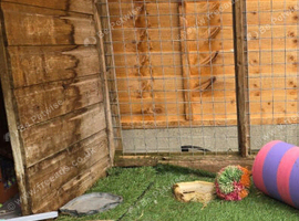 2 year old male rabbit needs a new home
