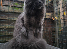 Stud cat available for use
